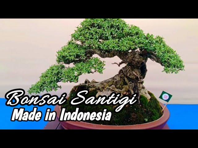 BONSAI SANTIGI Juara klas bintang