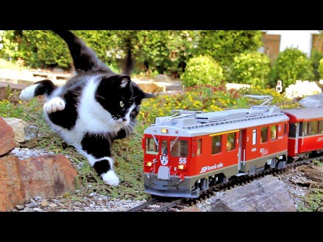 Katze vs. Gartenbahn V