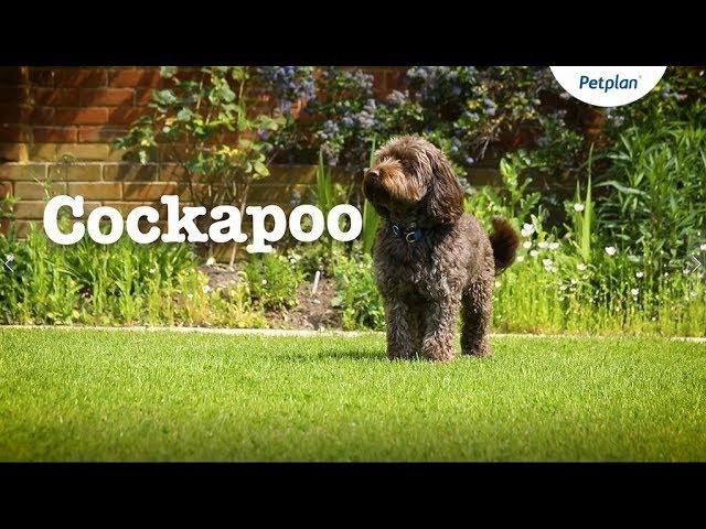 Cockapoo Puppies and Dogs: Temperament, Lifespan & more | Petplan