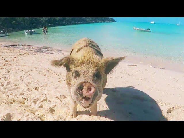 Model Gets Bitten by Pig in Bahamas