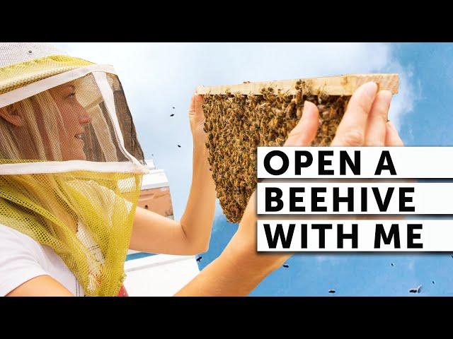 OPEN A BEEHIVE WITH ME | BEEKEEPING 101 | Easy Beekeeping