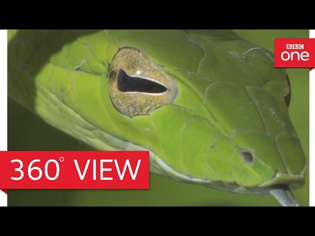 Costa Rican jungle in 360° - Planet Earth II: Jungles - BBC One