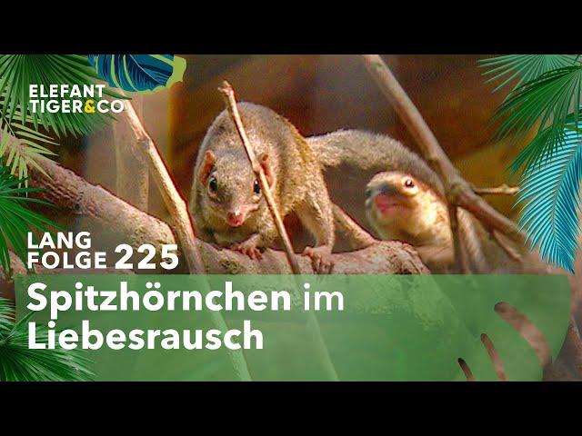 Wilde Liebschaften der Spitzhörnchen (Langfolge 225) | Elefant, Tiger & Co. | ARD