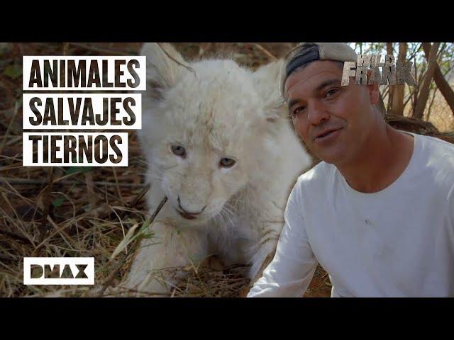 Estos son algunos de los encuentros más entrañables de Wild Frank con animales salvajes | Wild Frank