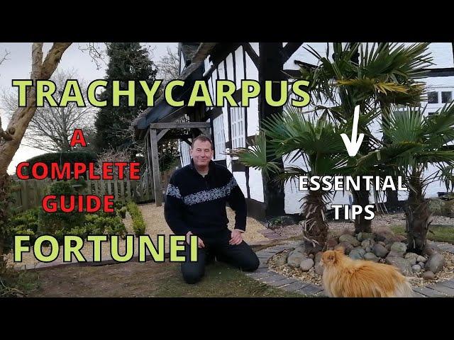 Trachycarpus Fortunei, A COMPLETE GUIDE.