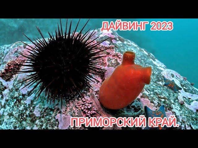 Дайвинг Приморской край. Дайвинг во Владивостоке. Дайвинг для начинающих. подводный мир.