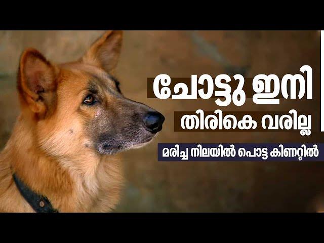 Chotu, Youtube Celebrity Dog from Kollam found dead , he was missing for days