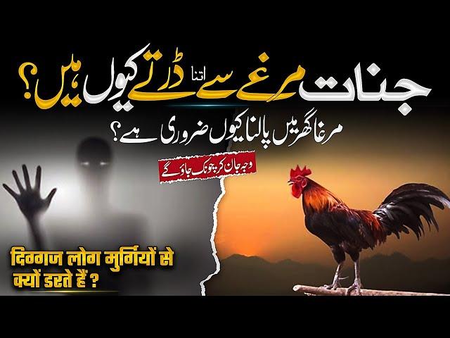 Jinnat Murghay Se Kyun Darty Hain? Farman-e-Nabvi ﷺ Ka Bayan | Islamic Teacher