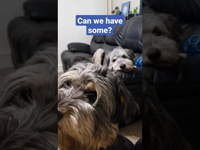 Can we have some? #short