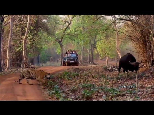 Ultimate face off between Tiger and Male Gaur.