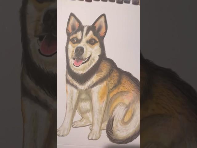 Siberian Husky Pet Portrait #petportraitartist #siberianhusky #husky #dogportrait #chien