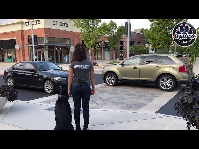 Rottweiler, Duke | Rottweiler Dog Trainers in Virginia | Off Leash Rottweiler Dog Training