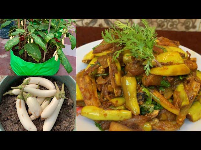 Harvesting Lots Of Organic White Brinjal For Cooking Delicious Brinjal Sabji Recipe/Masala Baingan