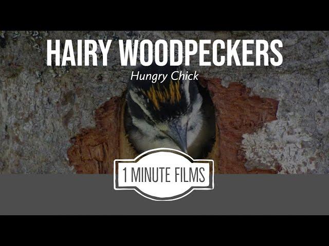 Hairy Woodpeckers Hungry Chick ~ 1 Minute Films