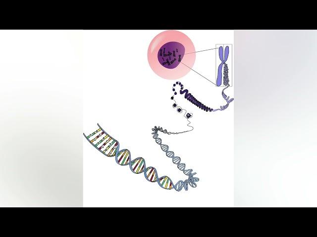 What is Extrachromosomal DNA?