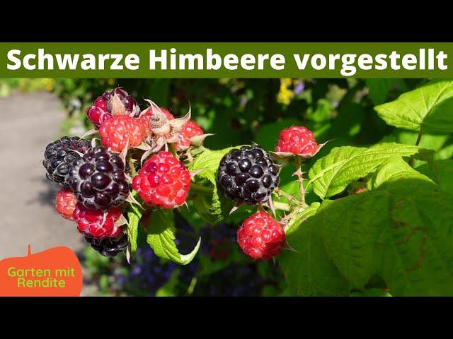 Schwarze Himbeere vorgestellt | Sortenbeschreibung | Schwarze Himbeere schneiden