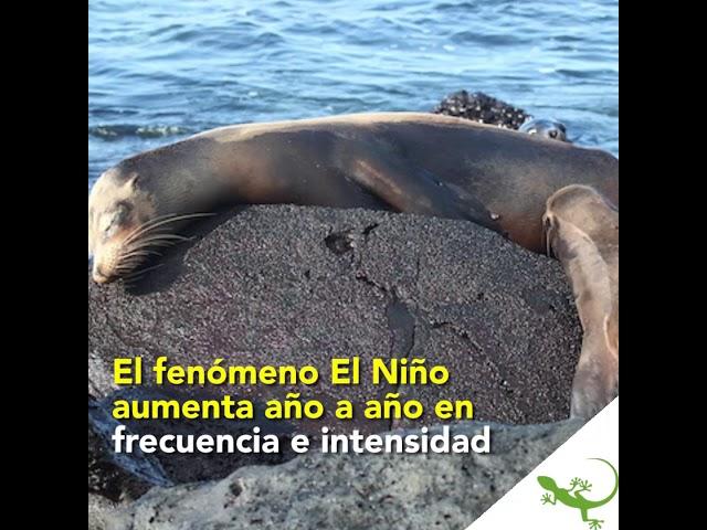 Ecuador: El Niño que acabó con tres generaciones de lobos marinos