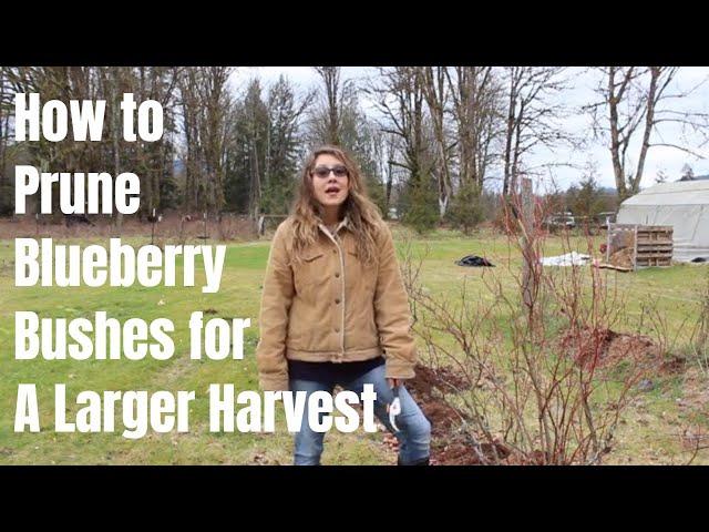 How to Prune a Blueberry Bush for a Larger Harvest