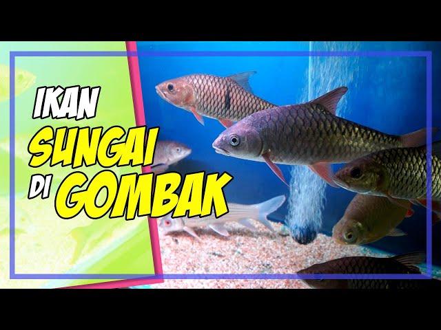 Pelbagai Jenis Ikan Air Tawar (Ikan Sungai) Terbaik Dan Cantik Di Galeri Sisik