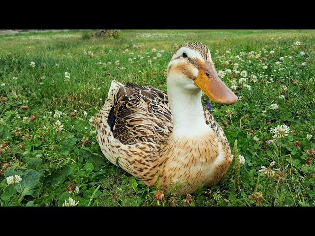 Meet Ginger, my Silver Appleyard Duck