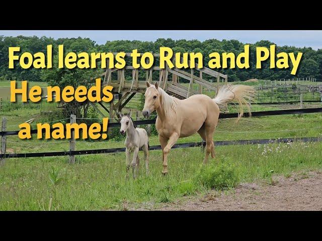 This Foal Learns to Run and Play - Bunny's buckskin colt needs a name too!