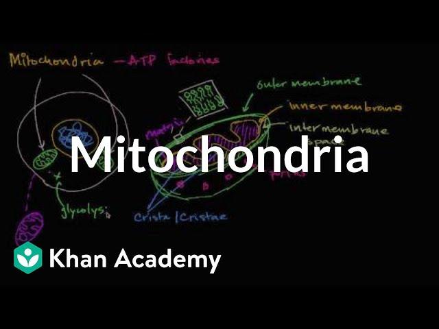 Mitochondria | Structure of a cell | Biology | Khan Academy