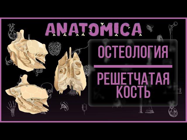 Решетчатая кость - анатомия / Мозговой череп / Остеология