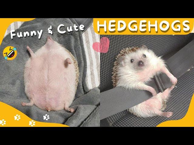  Funny and Cute Hedgehog Videos Compilation #4