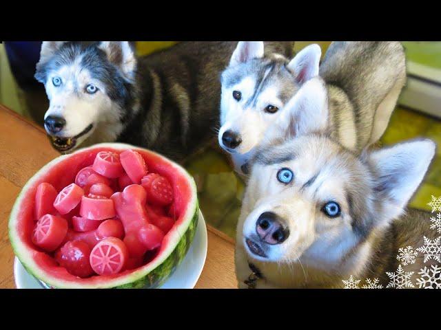 WATERMELON DOG TREAT How to make Frozen DIY Dog Treats  | Snacks with the Snow Dogs 34