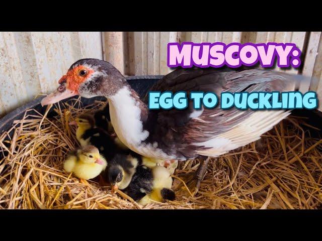 Muscovy Egg to Duckling| Muscovy Duck| Egg to Duckling| Duckling| Village Farm| Andhra Pradesh