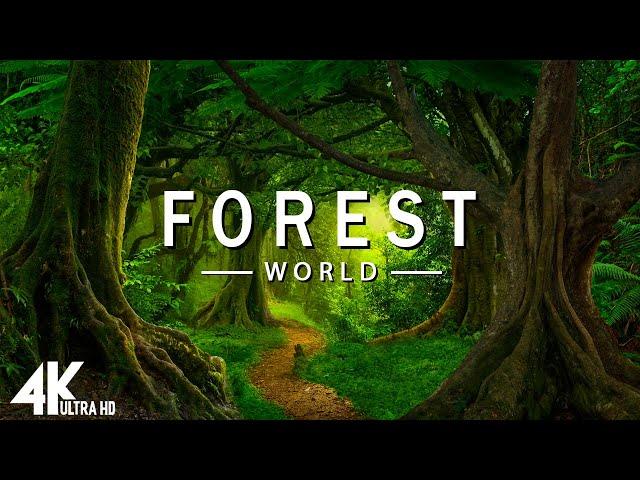 FLYING OVER FOREST (4K UHD) - Relaxing Music Along With Beautiful Nature Videos - 4K Video HD