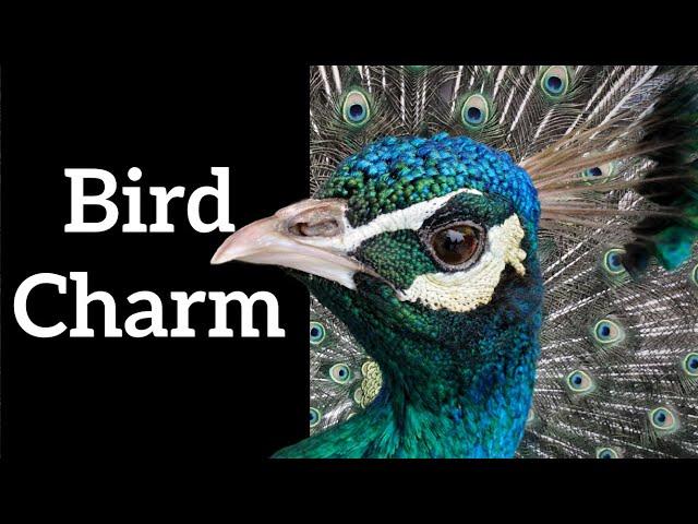 How Do Bird Displays Work?  - Bird Courtship Display Science