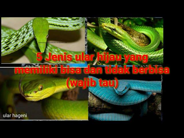 5 jenis ular hijau yang memiliki bisa dan tidak berbisa
