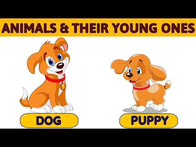 Animals and their young ones | Animals babies | Animals and their babies | Baby animals| Animal baby