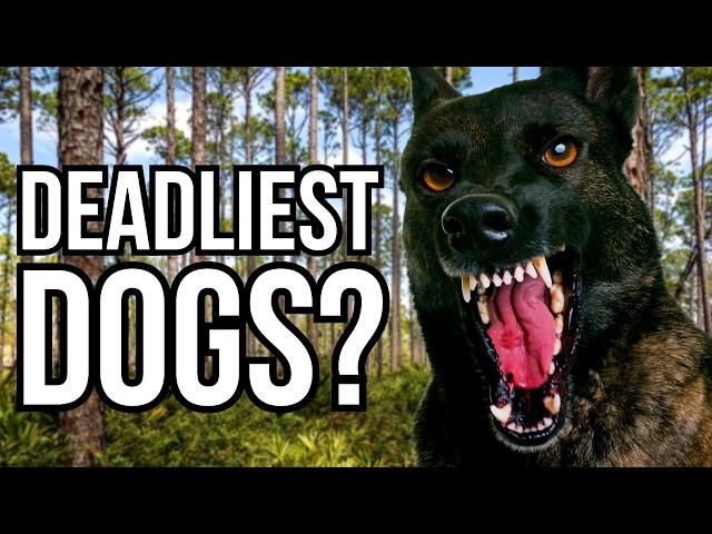 These 6 Dog Breeds And Types Are Statistically The Most Dangerous In The US - Nature VS Nurture