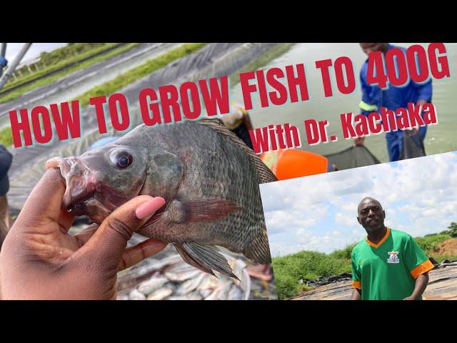 HOW TO GROW FISH TO 400 GRAMS | REFRESHER COURSE WITH DR.  KACHAKA & ZACOSO