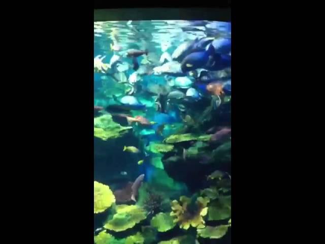 Siam Ocean World