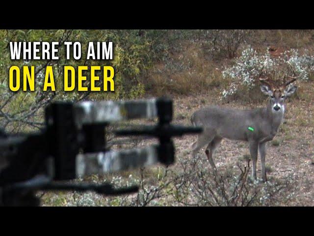 Deer Hunting 101: Where to Shoot a Deer