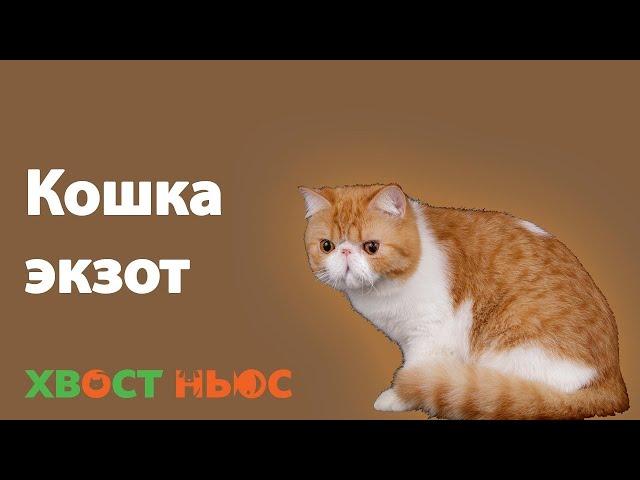 Экзот (экзотическая короткошерстная) кошка. Все о породе