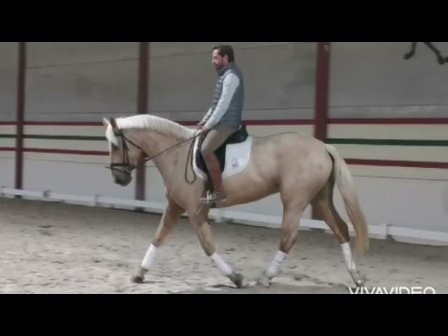 5yr old Spanish Sport Horses