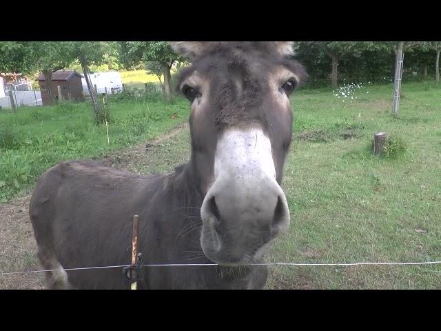 France - donkey in Normandy - June 2023