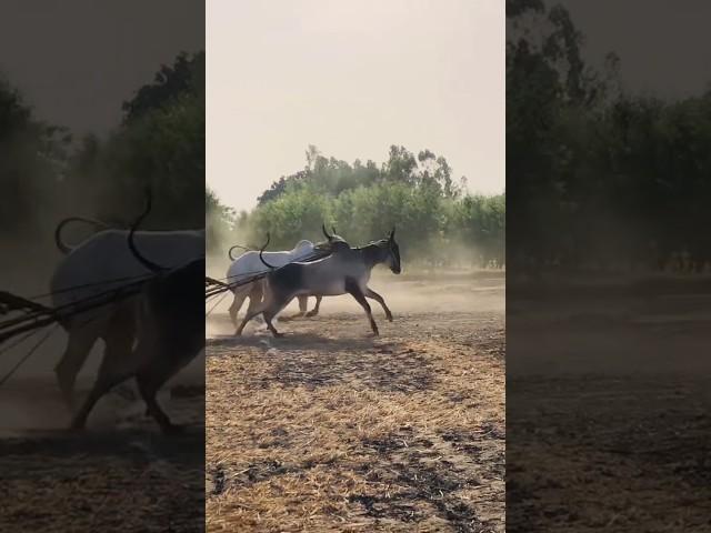 ox race punjab animal #viral #trending #horse #automobile  #ox  #viralvideo