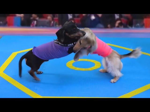 Wiener Dog Wrestling! #Shorts - Watch more sport competitions on my channel!