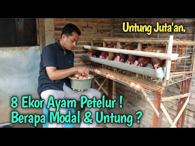 8 Ekor Ayam Petelur. Berapa Modal & Untung ?