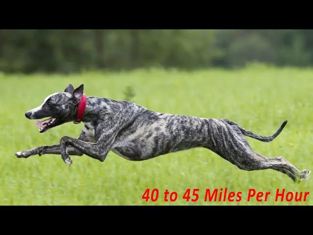 TOP 10 FASTEST DOG BREEDS IN THE WORLD!!!