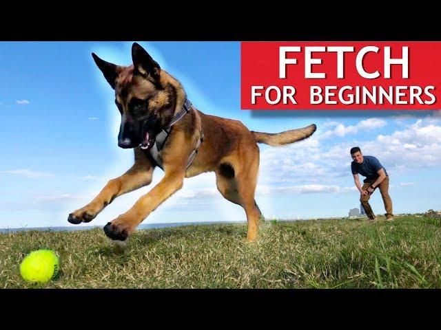 Train ANY Dog How To Play Fetch PERFECTLY