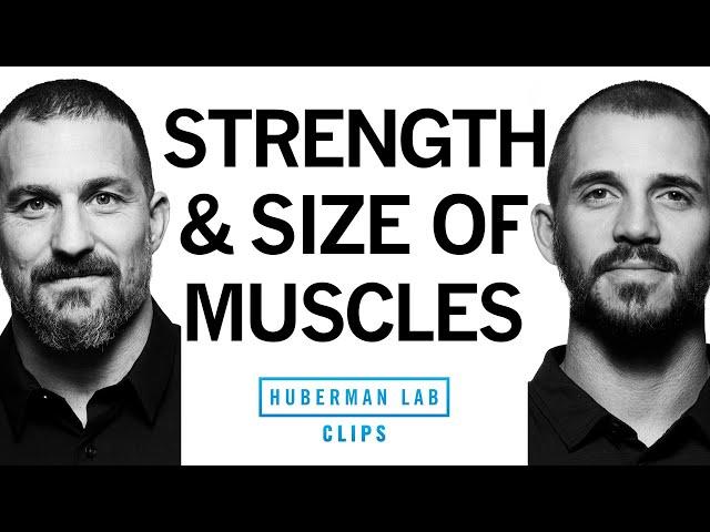 Building Strength vs Building Muscle Size (Hypertrophy) | Dr. Andy Galpin & Dr. Andrew Huberman