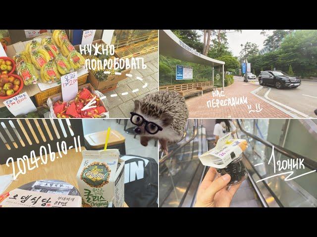 KOREA VLOG DIARY| и посмеялись и поплакали / моя настоящая жизнь в Корее/ Hanyang uni |10-11.06.2024