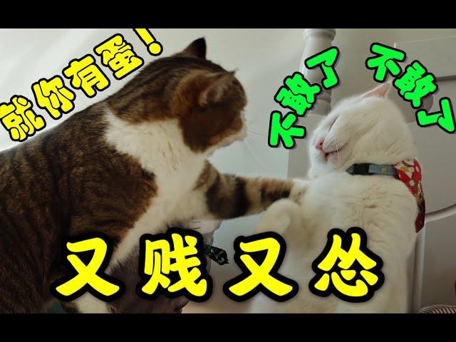 【爆笑】一只猫可以有多贱？