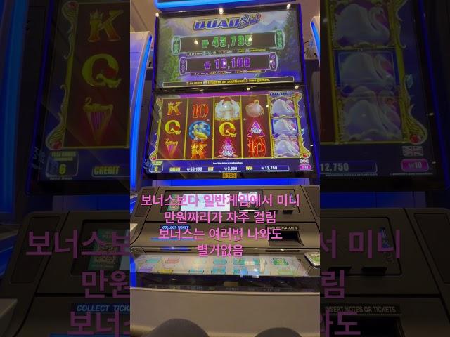 강원랜드 백조슬롯 보너스소개
